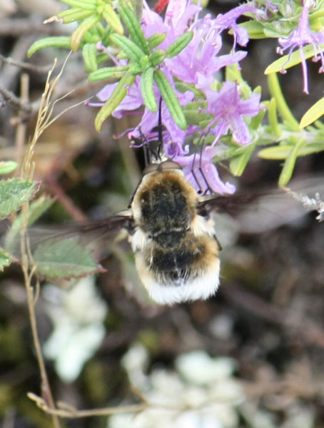 Bombylius